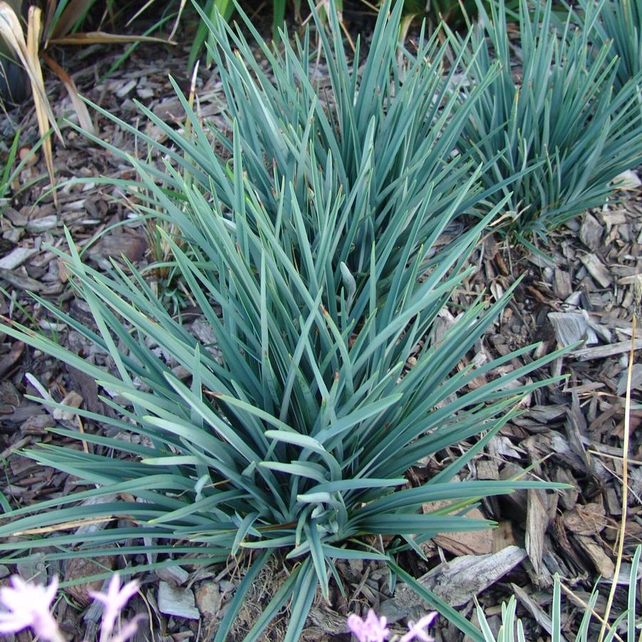 Dianella revoluta Baby Bliss