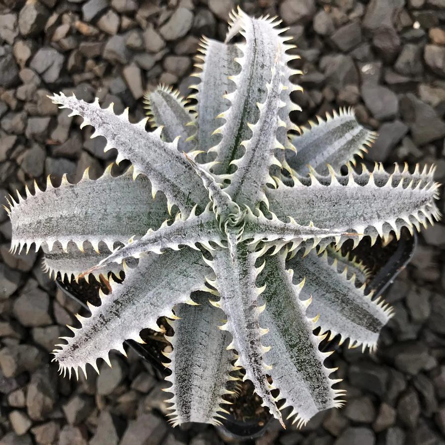 Dyckia Grand Marnier