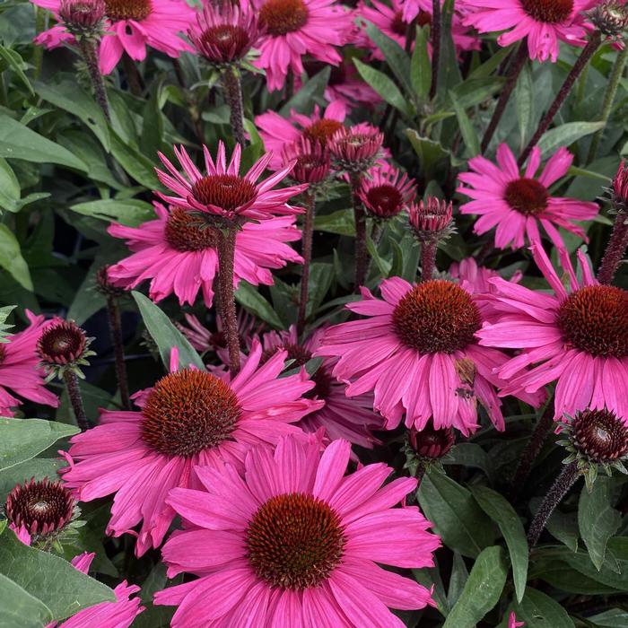 Echinacea SunSeekers Purpleicious