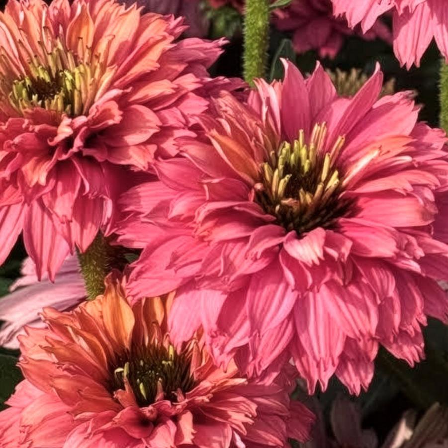 Echinacea SunSeekers Pink Grapefruit