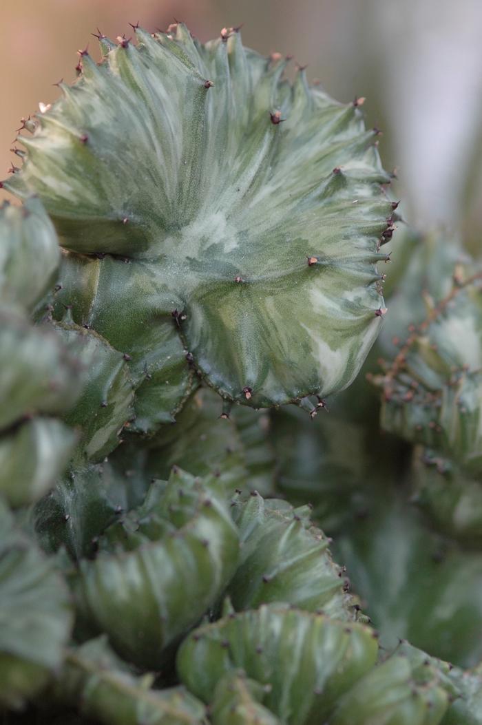 Euphorbia lactea Cristata