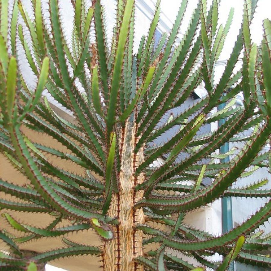 Euphorbia evansii (triangularis) 