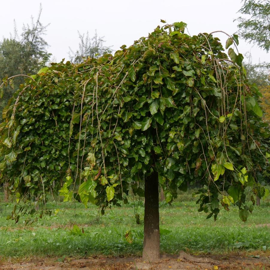 Morus alba Pendula