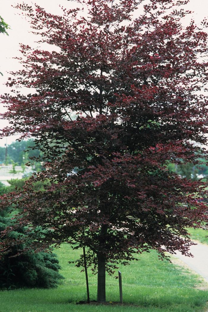 Fagus sylvatica Tricolor