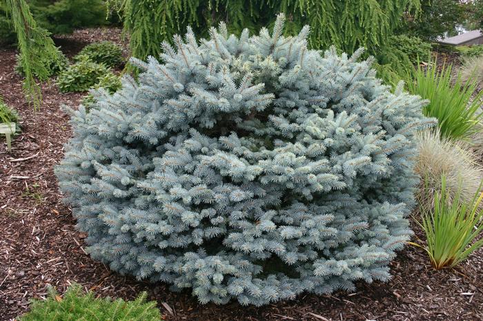 Picea pungens Globosa Nana