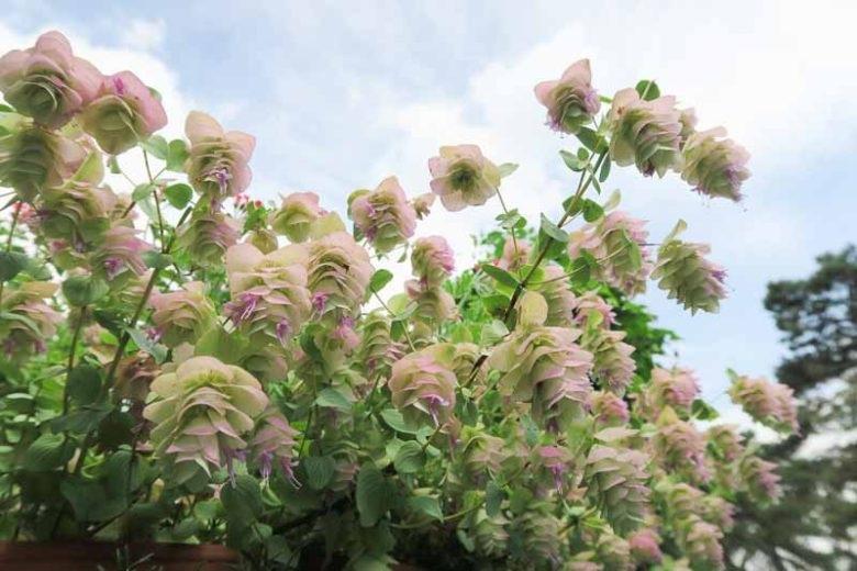 Origanum vulgare Kent Beauty