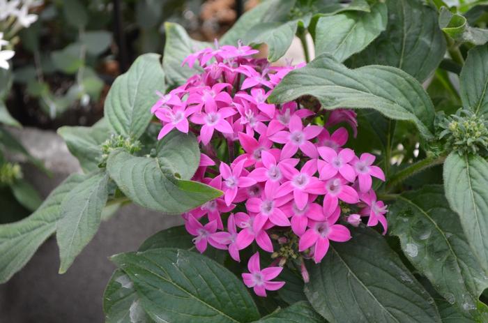 Pentas lanceolata Lucky Star&trade; Violet