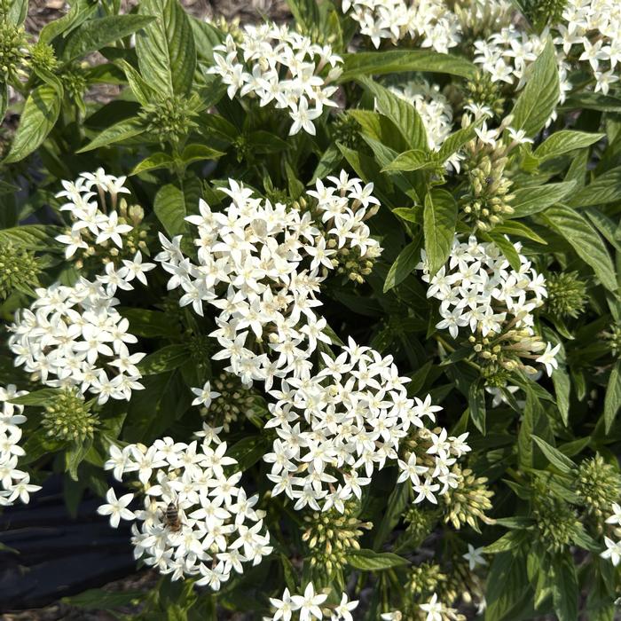 Pentas lanceolata Lucky Star&trade; White
