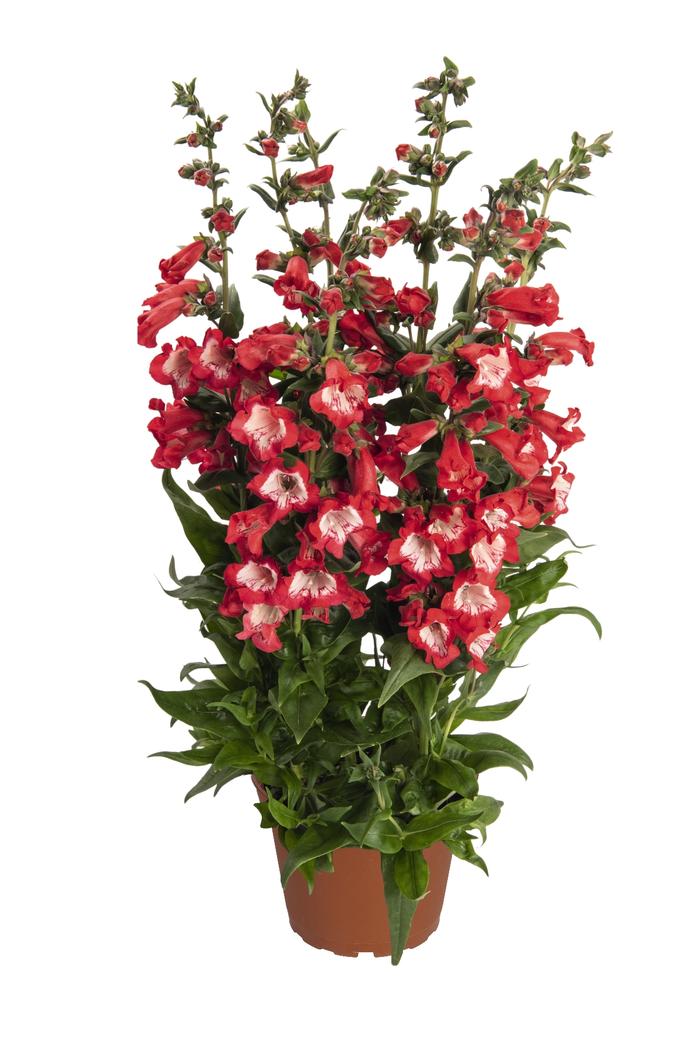 Penstemon hartwegii Peptalk Red