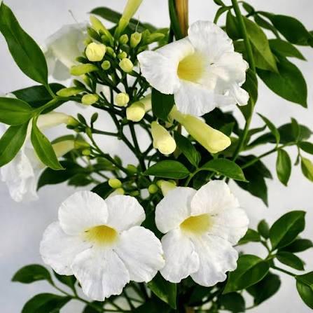 Pandorea jasminoides Alba