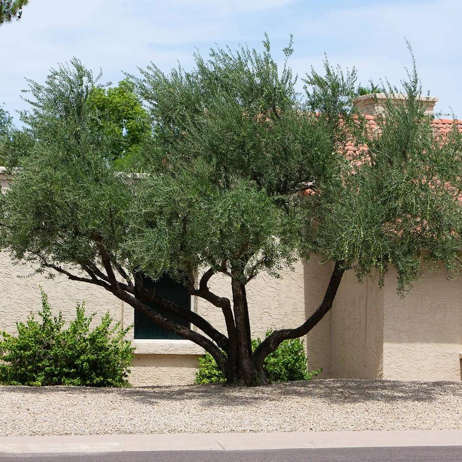 olea europaea Arizona Fruitless