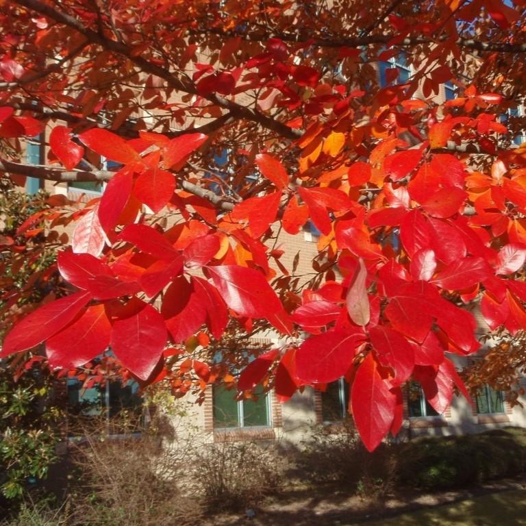 Nyssa sylvatica Forest Fire&trade; 