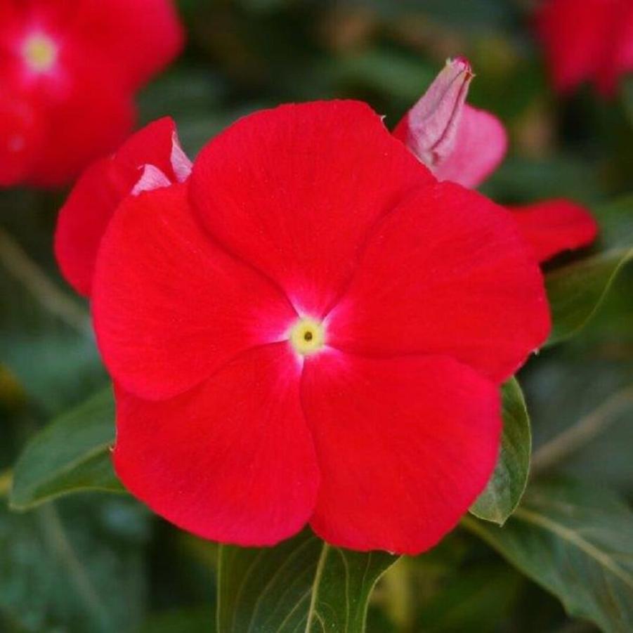Catharanthus roseus Mega Bloom Dark Red