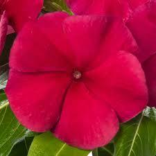 Catharanthus roseus Blockbuster Dark Red