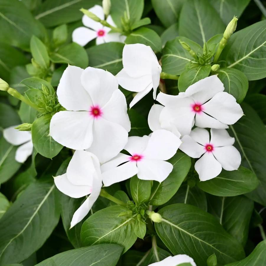 Catharanthus roseus Blockbuster White