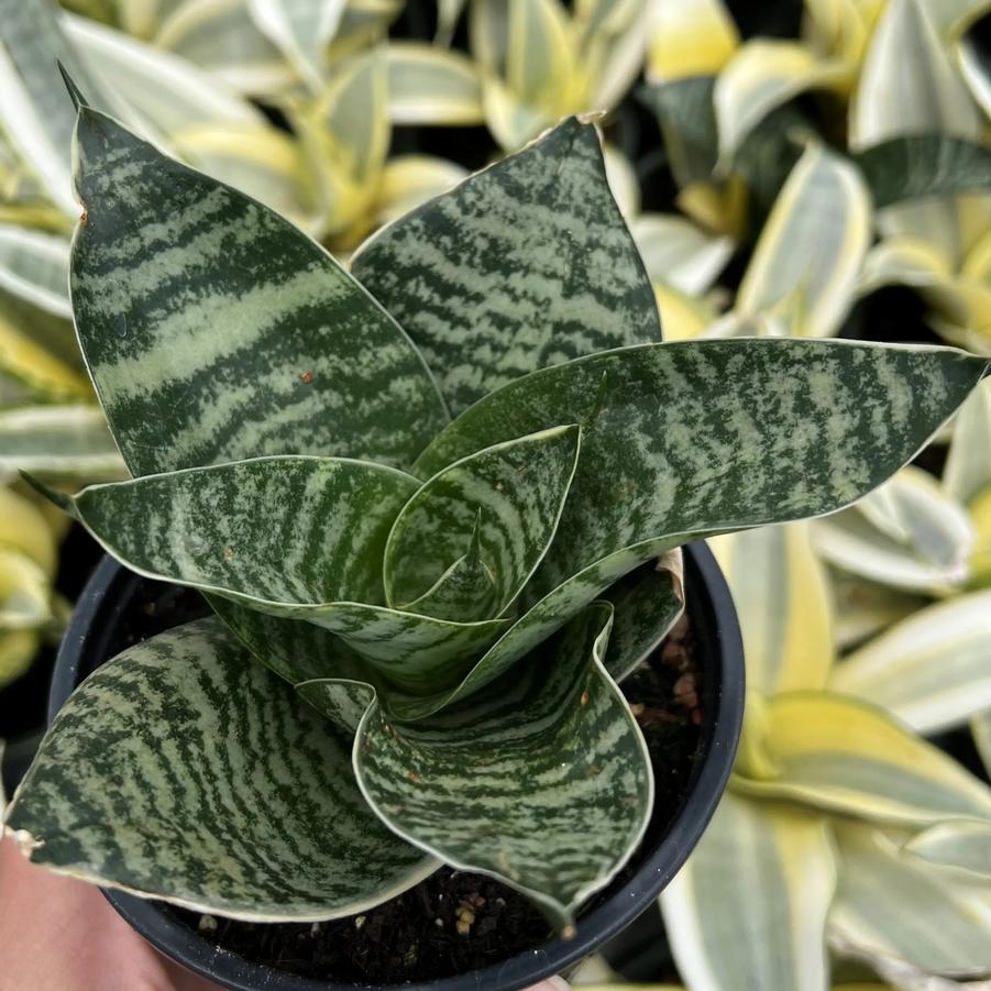 Sansevieria trifasciata Futura Superba