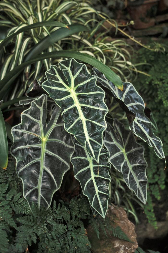 Alocasia amazonica 