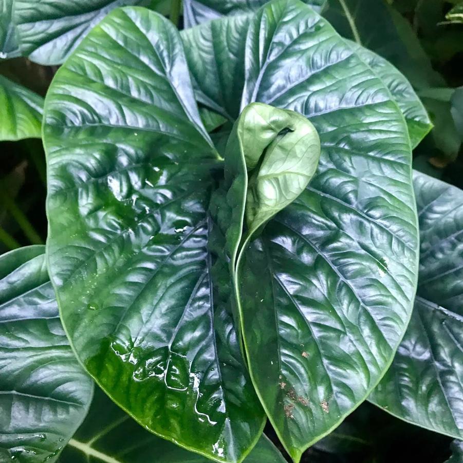 Alocasia hybrid Lukiwan