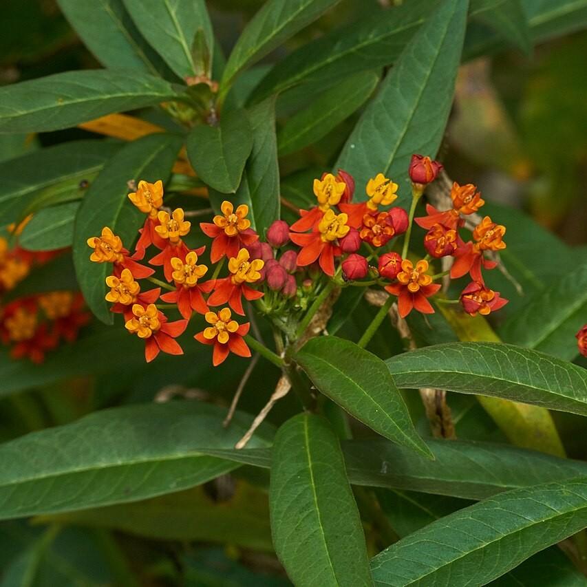 Asclepias curassavica 