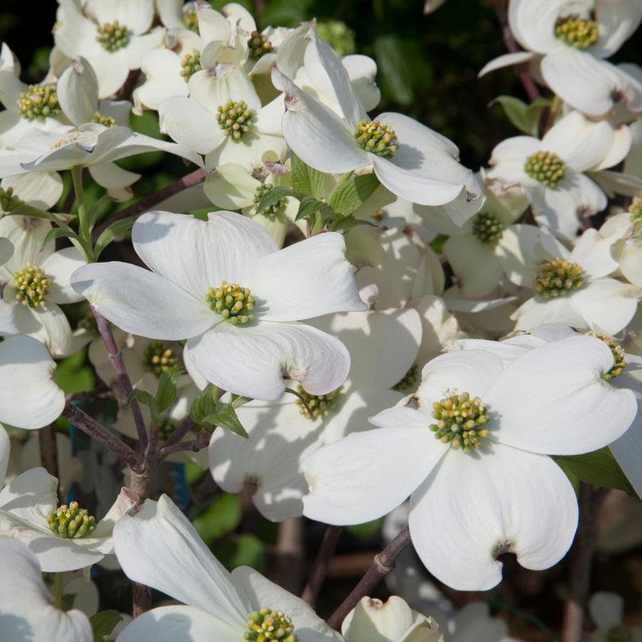 Cornus florida Super Princess