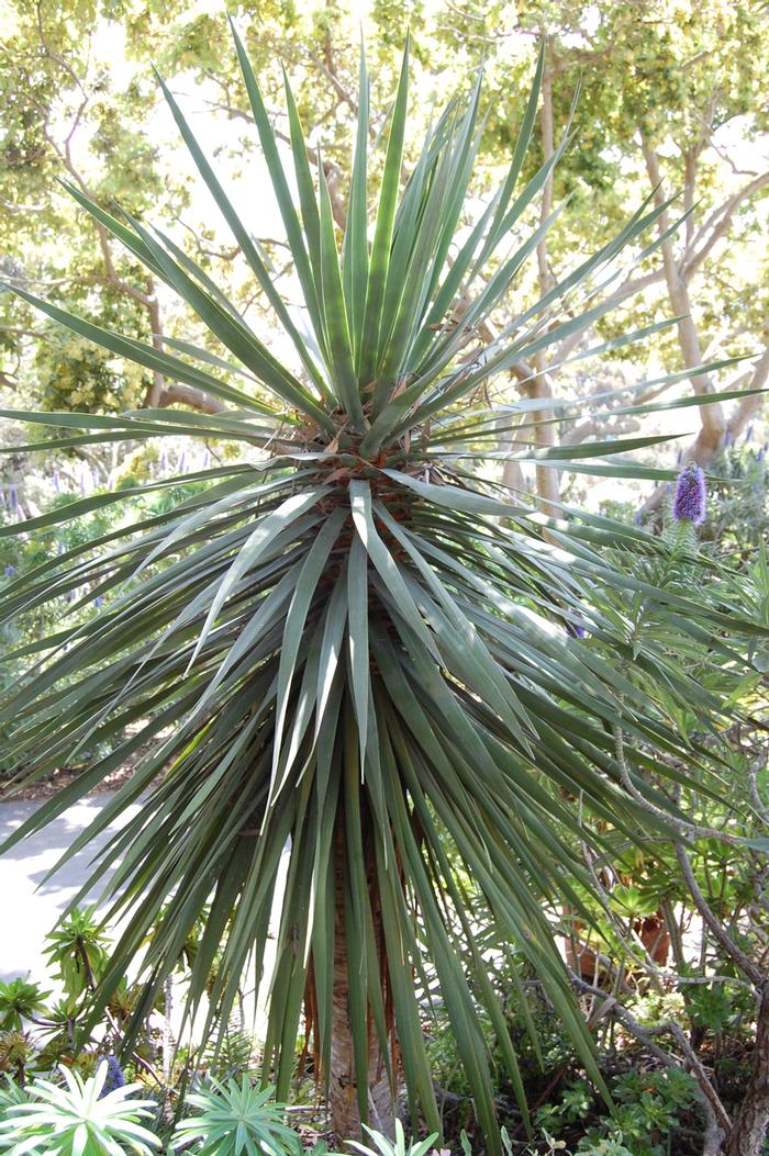 Dracaena draco 