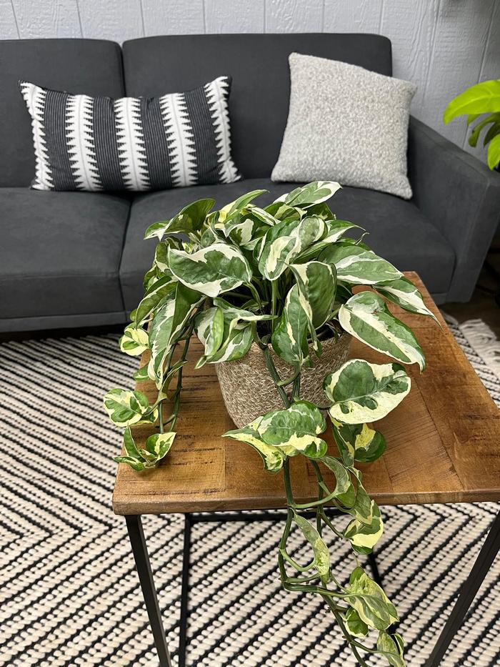 Epipremnum aureum Beautifall&reg; N'Joy