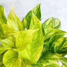 Epipremnum aureum Neon Queen