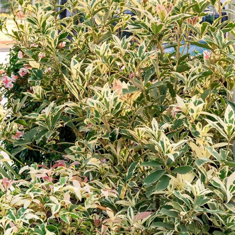 Osmanthus fragrans Misty River®
