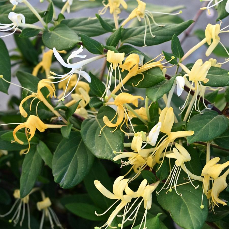Lonicera japonica Halliana