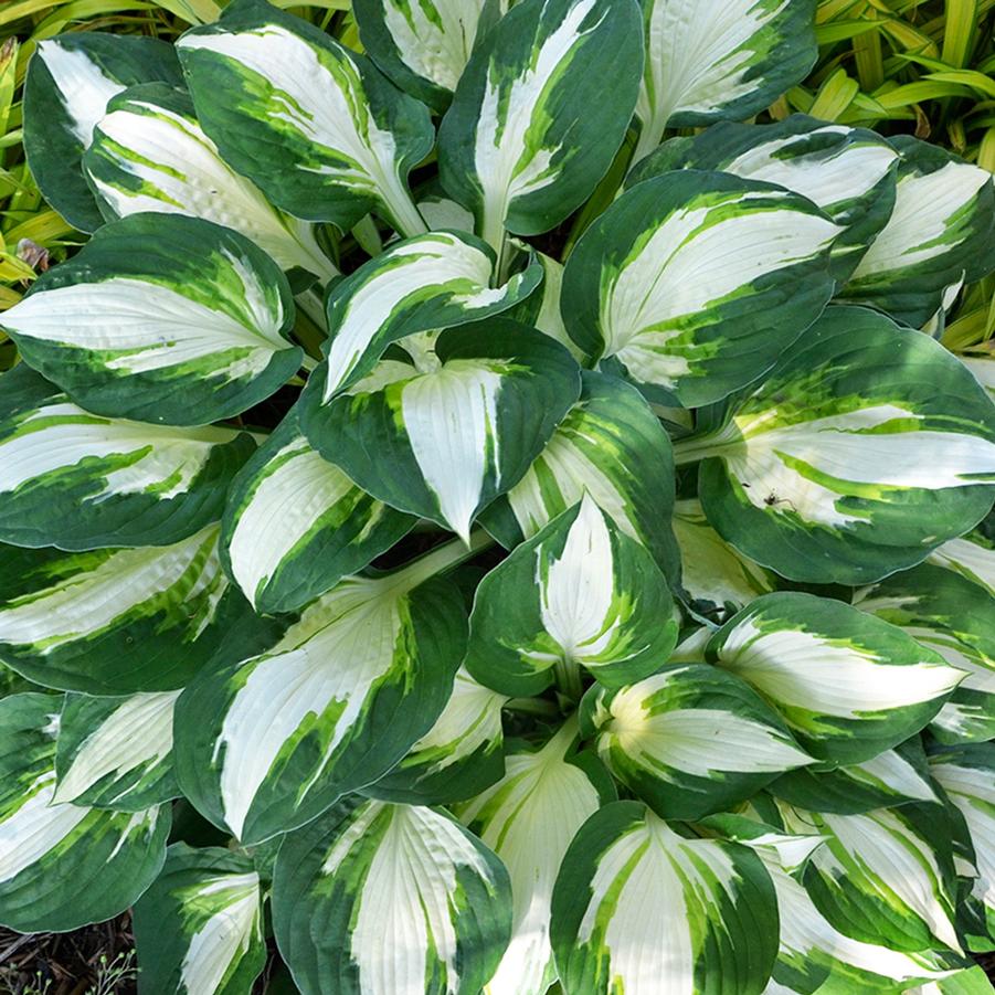 Hosta Vulcan