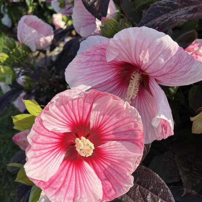 Hibiscus mocheutos Starry Starry Night