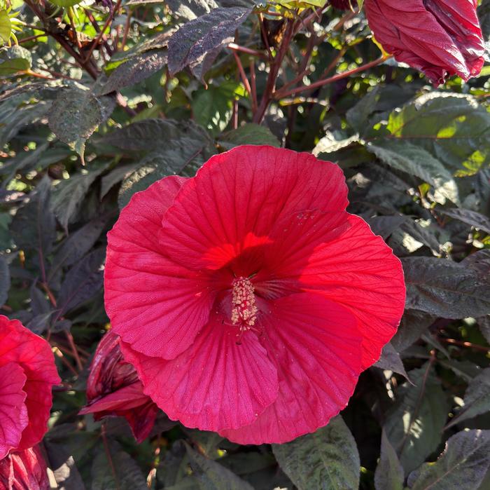 Hibiscus mocheutos Midnight Marvel