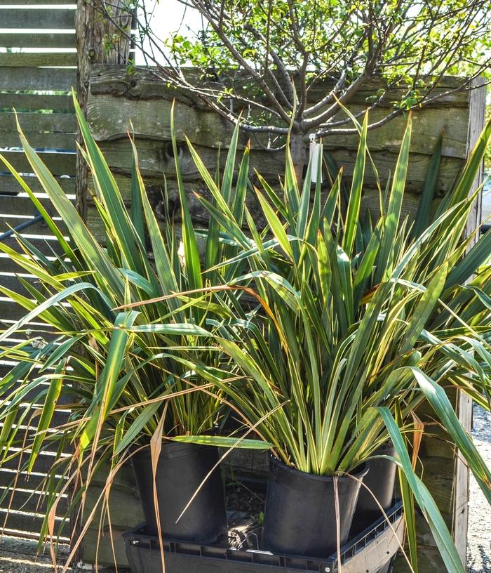 Phormium cookianum Tricolor