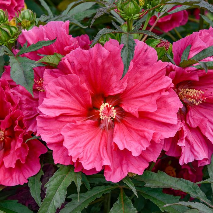 Hibiscus mocheutos Watermelon Ruffles