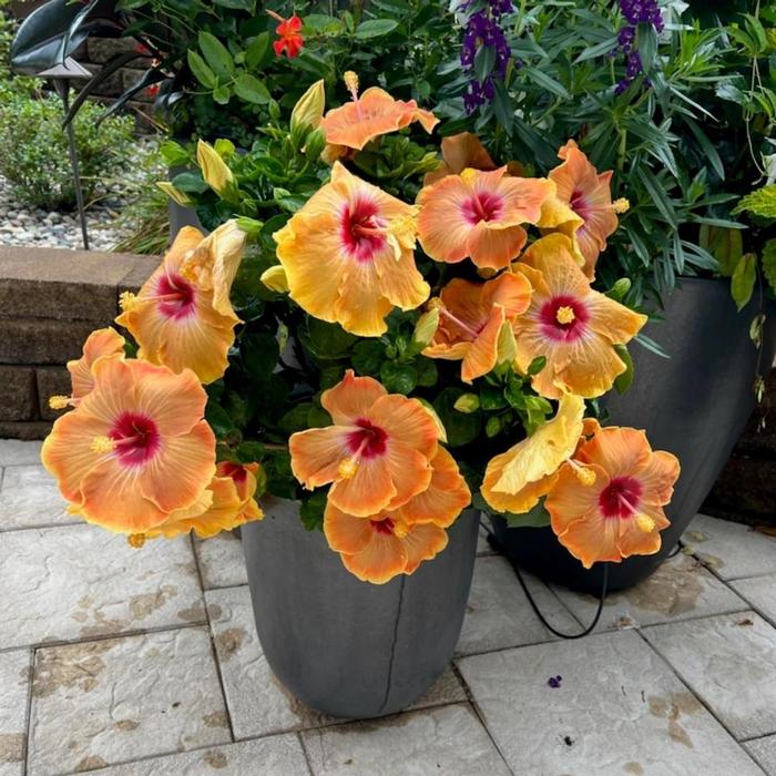 Hibiscus rosa-sinensis Hollywood Hibiscus&reg; VIP&trade;