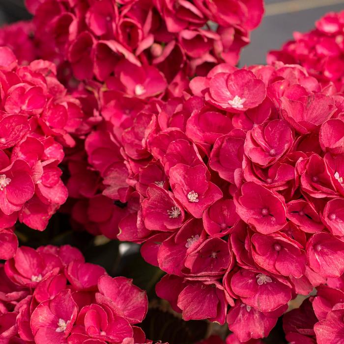 Hydrangea macrophylla Akadama&trade; 