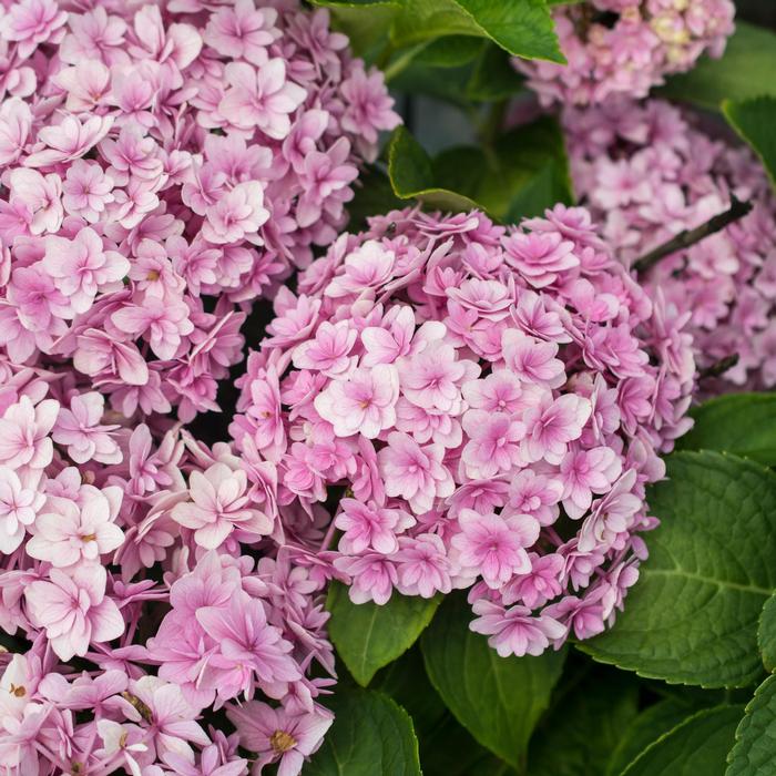 Hydrangea macrophylla Double Down&reg;