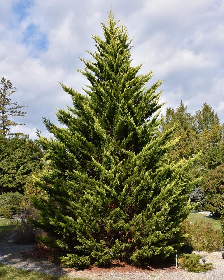 Cupressus leylandii Goldfern