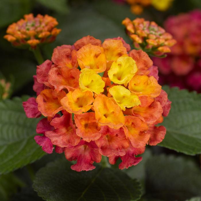 Lantana camara Bandana&reg; Rose
