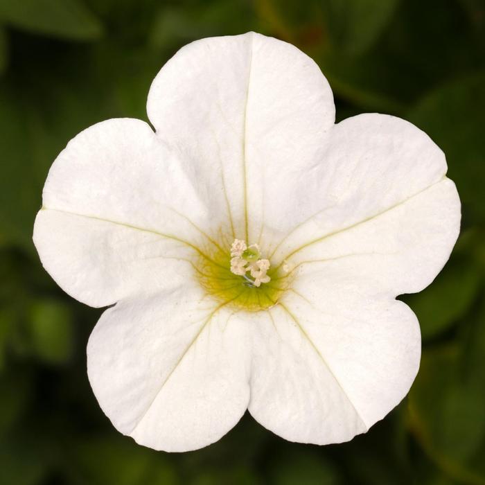 Petunia Dekko&trade; White Improved