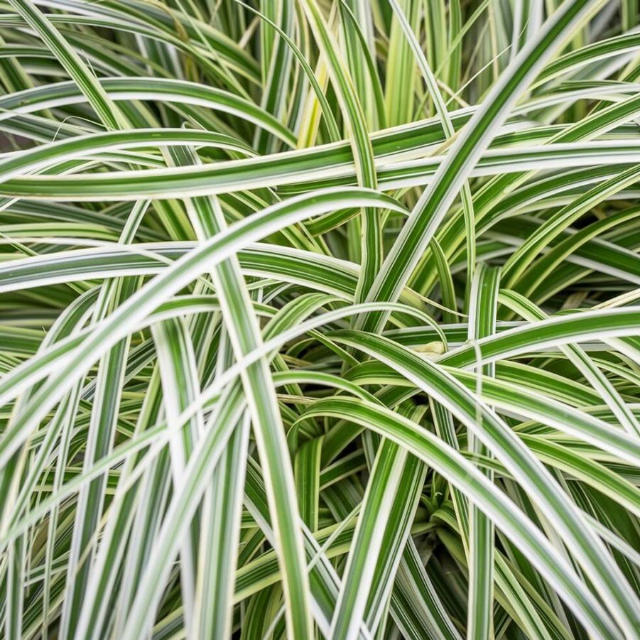 Carex Feather Falls