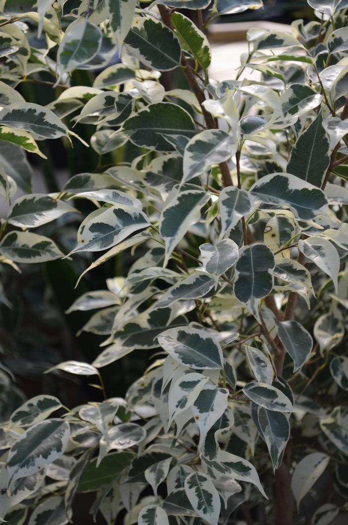 Ficus benjamina Starlight