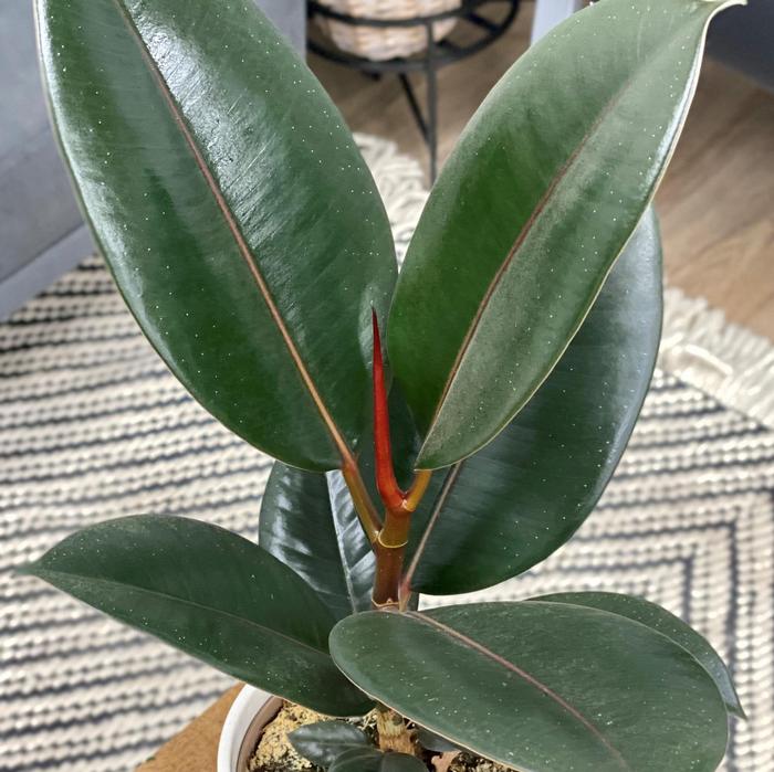 Ficus elastica Burgundy