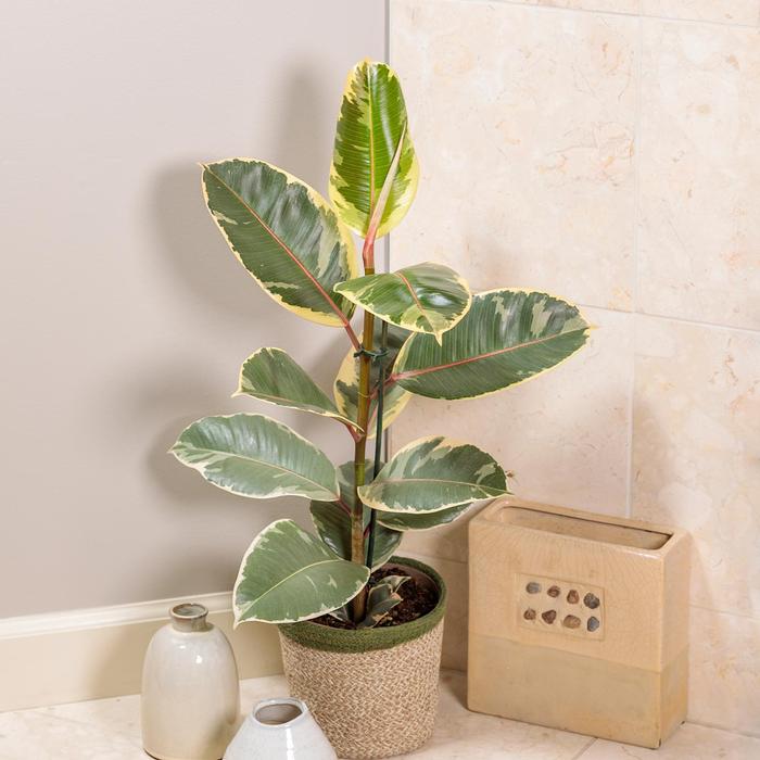 Ficus elastica Chroma&reg; Tineke