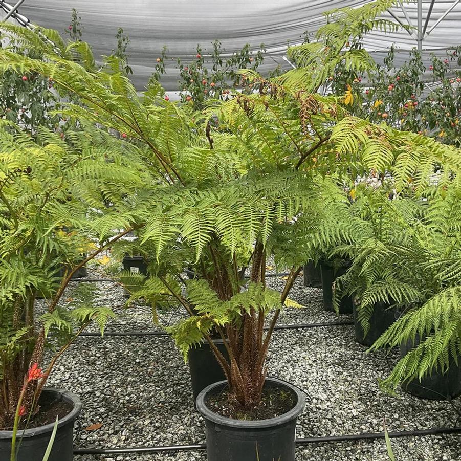 Cyathea australis 