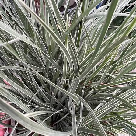 Lomandra longifolia Arctic Frost&trade;