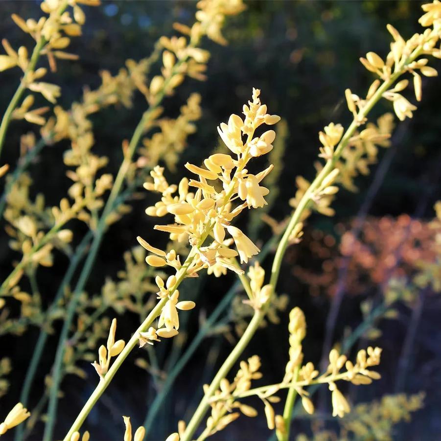 Hesperaloe parviflora Littel Miss Sunshine