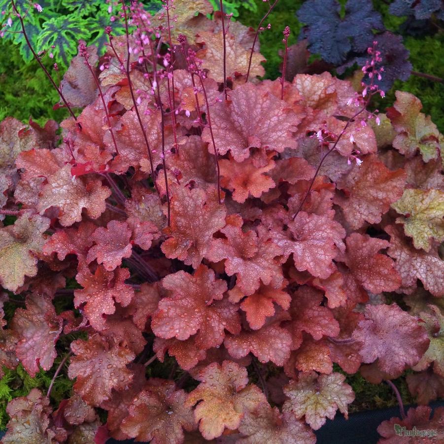 Heuchera Indian Summer Cranberry