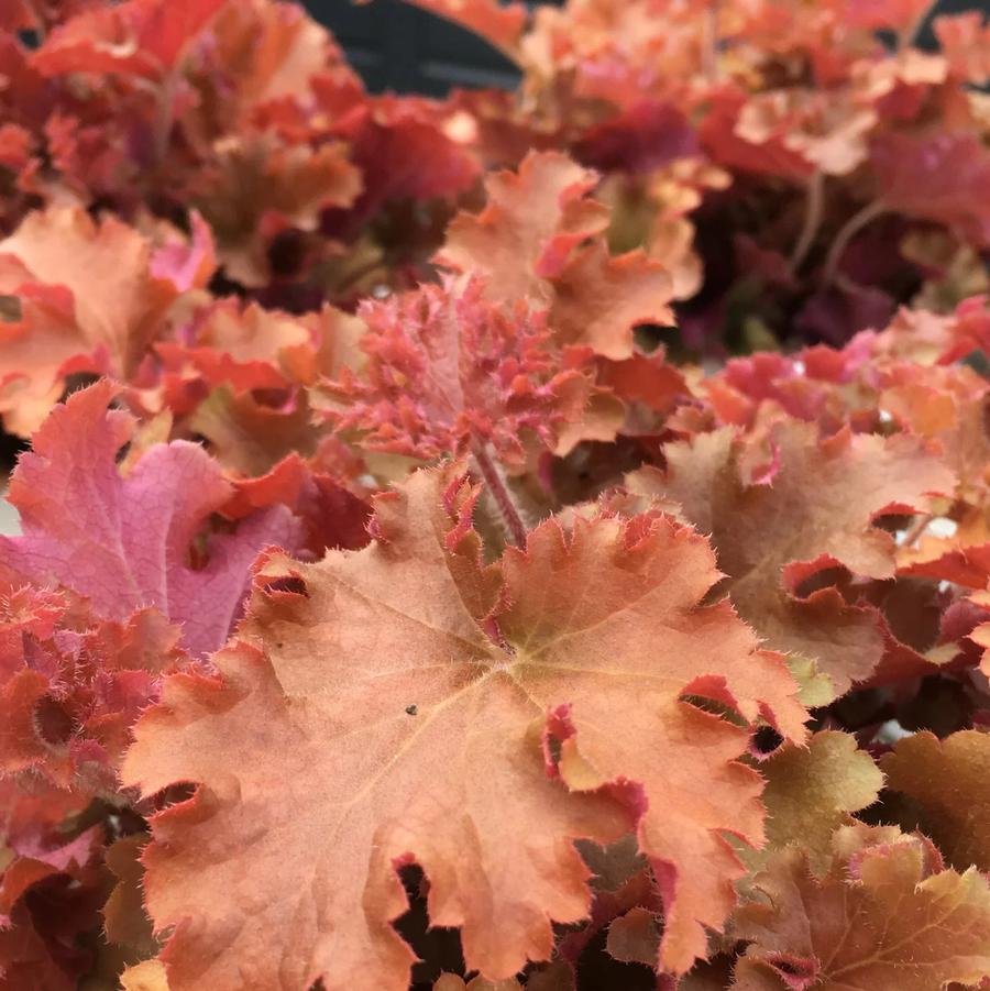 Heuchera Indian Summer Gojiberry