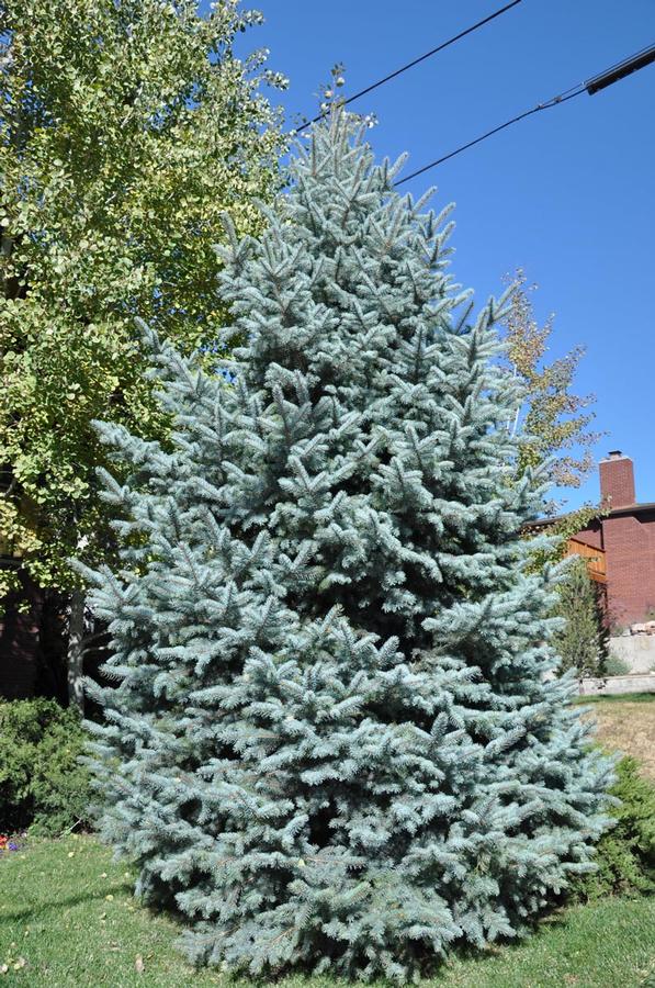 Picea pungens Baby Blue